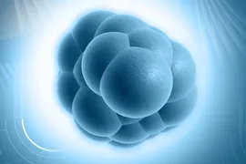 A digital illustration of a stem cell | At Dr Stacy Geisler OMS