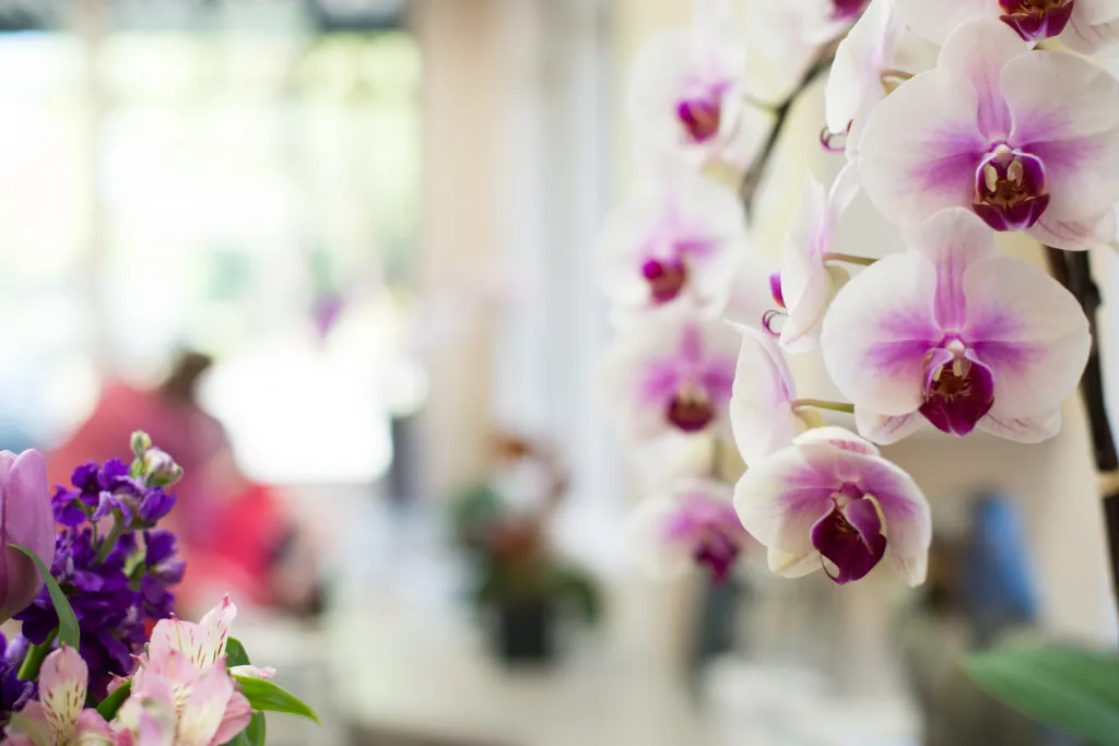 beautiful flowers