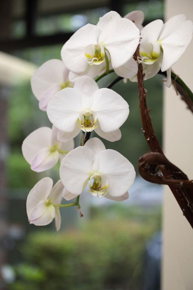 Orchid