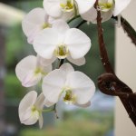 Orchid